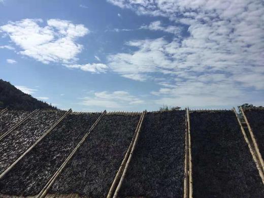 【福建霞浦紫菜海带】【五星推荐】南海海带之乡，原生态海带，只做头水紫菜，品鉴师好评高达百分，无污染、放心、好吃 商品图10