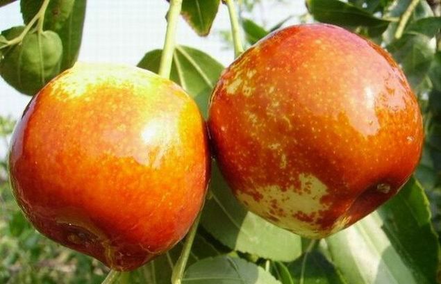 赞皇县赞皇金丝枣国家级贫困县国家地理标志产品39元2斤源头直发