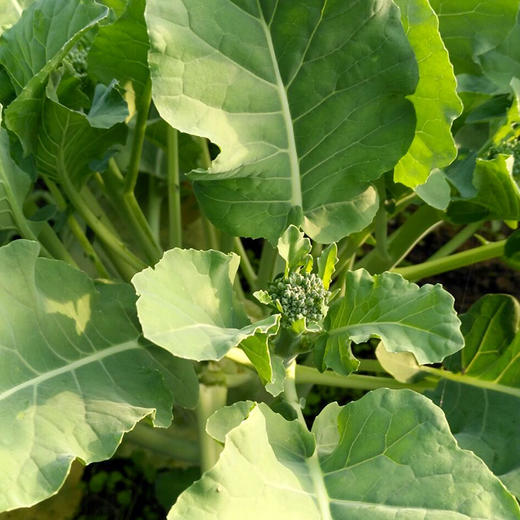 全国满额包邮 彩虹雨农场 有机蔬菜 新鲜青菜蔬菜西兰苔250g欧盟认证 商品图2