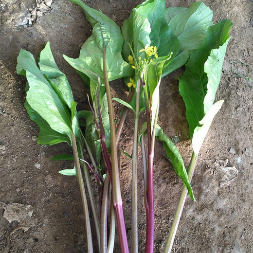 彩虹雨  有机蔬菜 青菜红菜苔250g  欧盟认证全国满额包邮 商品图2