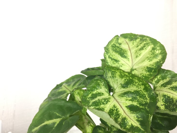 经典水培—绿精灵