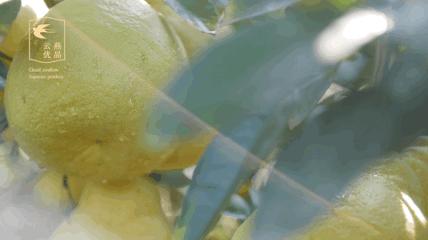 【云燕优品】合江真龙柚 商品图1