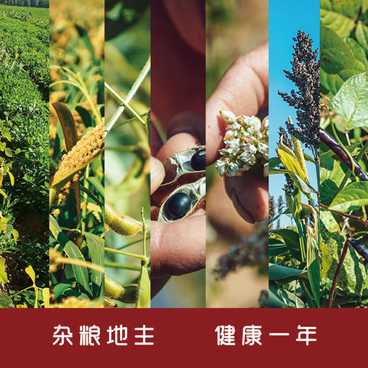 这片地！我承包了丨物元农场杂粮田 商品图0