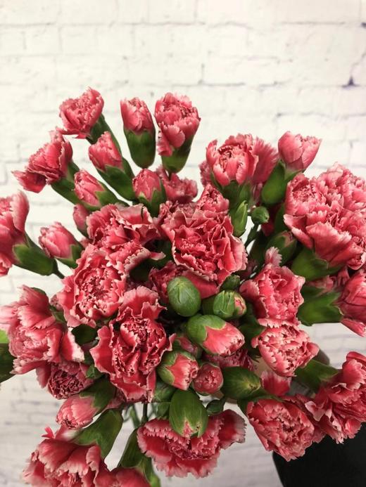 多头康乃馨斯佳丽