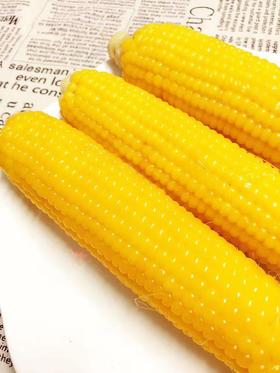 2025塑封黄金小粒后院黄金小粒小玉米【塑封装全国可发】【单独塑封装】【上锅蒸25分钟左右】，粒粒软糯，香甜细腻  基地直邮