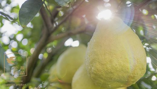 【云燕优品】合江真龙柚 商品图3