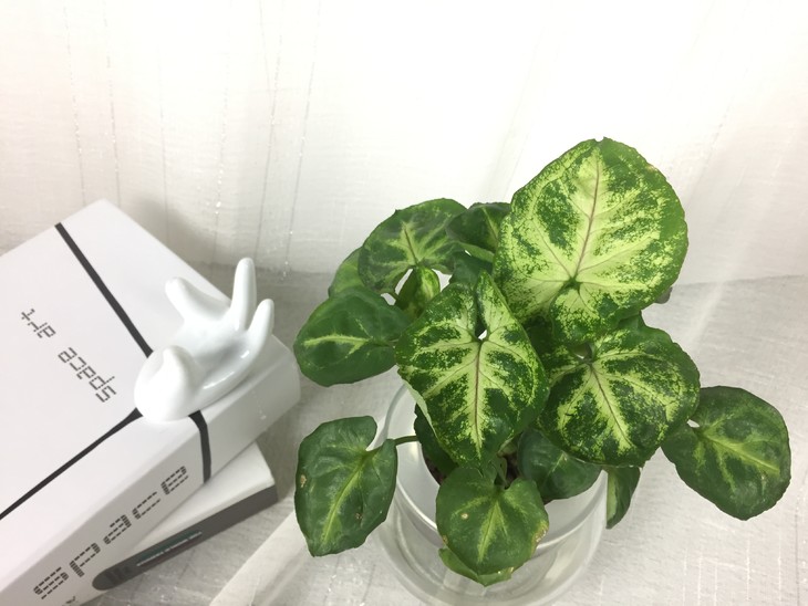 经典水培—绿精灵