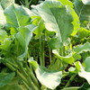 全国满额包邮 彩虹雨农场 有机蔬菜 新鲜青菜蔬菜西兰苔250g欧盟认证 商品缩略图3