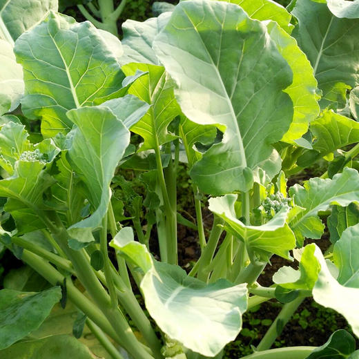 全国满额包邮 彩虹雨农场 有机蔬菜 新鲜青菜蔬菜西兰苔250g欧盟认证 商品图3