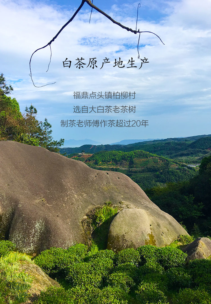 福鼎太姥山13年陈年老白茶出家师傅手工制作