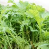 生态雪里蕻 | 绿家自产*ecological potherb mustard | Self-production 商品缩略图0