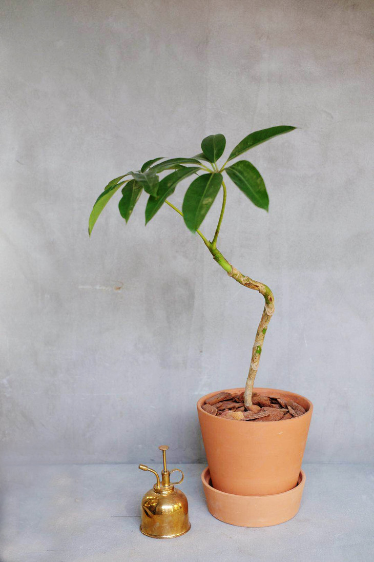 日本大叶伞ツピダンサス一物一拍