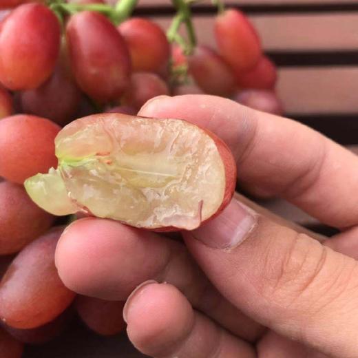 大凉山特选红提果色诱人脆甜多汁脆嫩爽口给你的味蕾一次甜蜜暴击