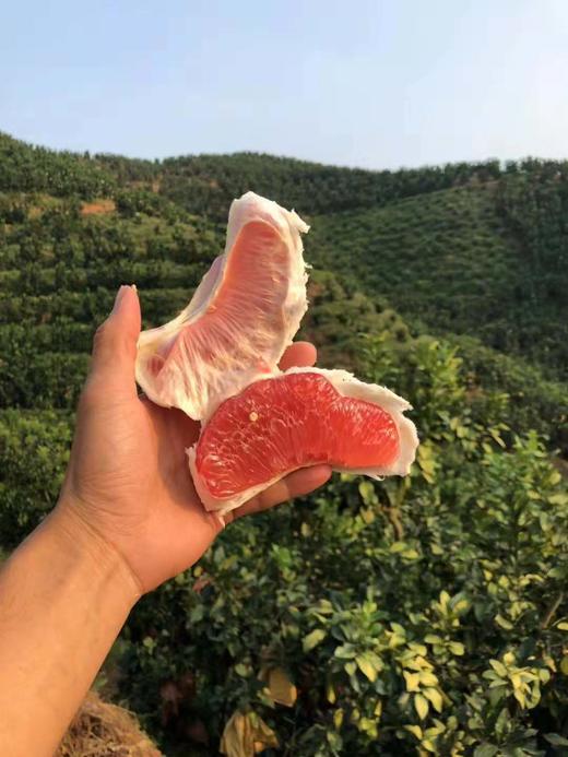 漳州蜜柚三红柚红肉现摘现发新鲜水果 商品图0
