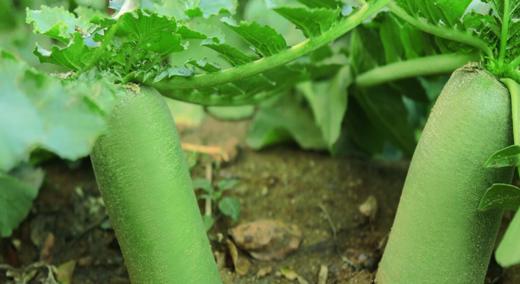 新鲜沙窝水果萝卜5斤礼盒 商品图1