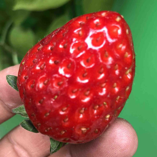 空运丹东草莓🍓新鲜采摘炒鸡好吃，甜甜的香香的，草莓味道很棒。 商品图5