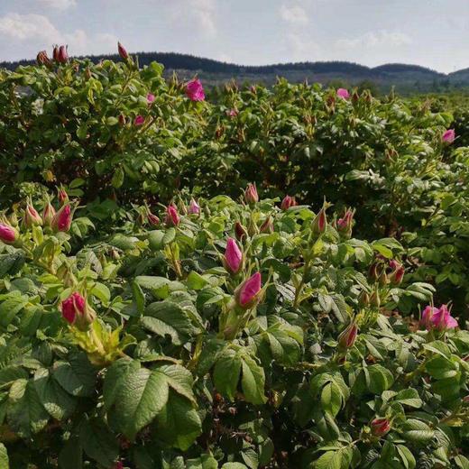 玫瑰纯露 商品图3