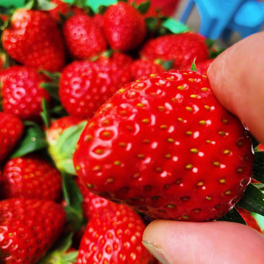 空运丹东草莓🍓新鲜采摘炒鸡好吃，甜甜的香香的，草莓味道很棒。 商品图8