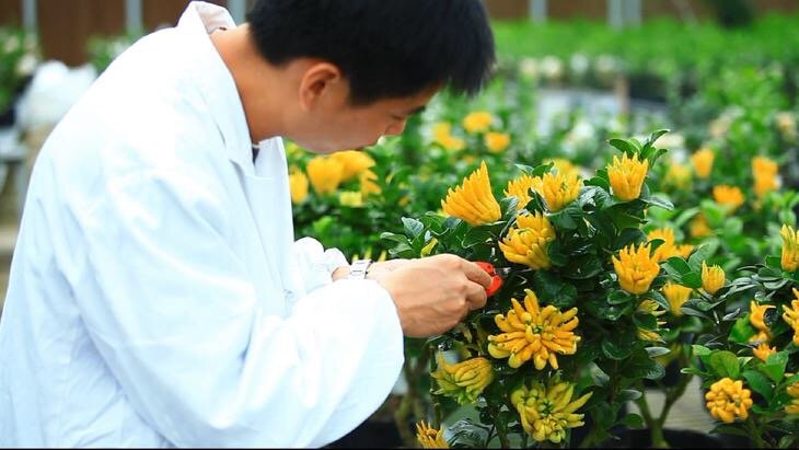 因为种佛手,张锦林也获得了自己的各种荣誉:金华佛手产业协会理事长