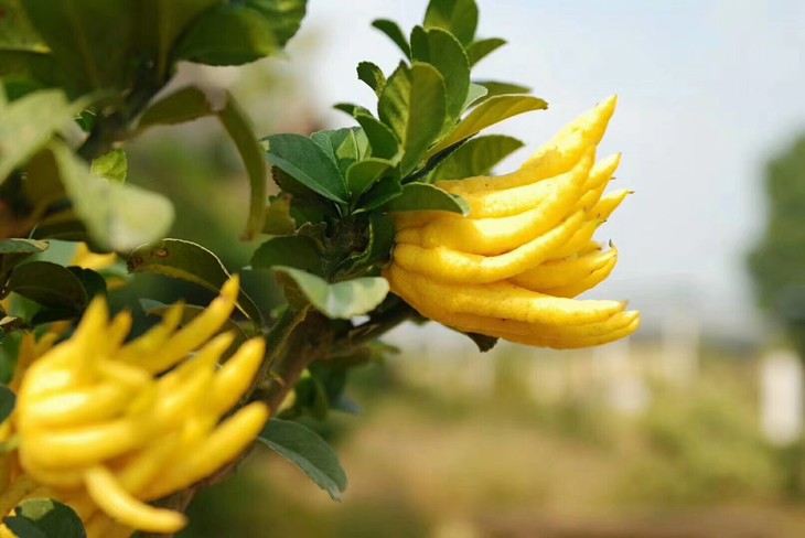 金华佛手又飘香福寿相伴第5年锦林佛手精心出品