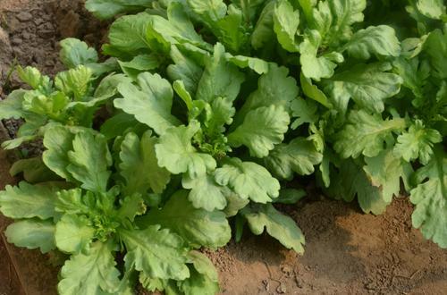 商品详情 大叶茼蒿的功效与作用 茼蒿的营养价值: 1.