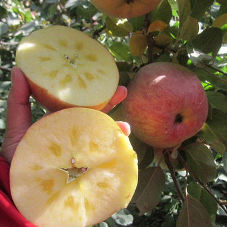 运城红富士苹果 8斤装