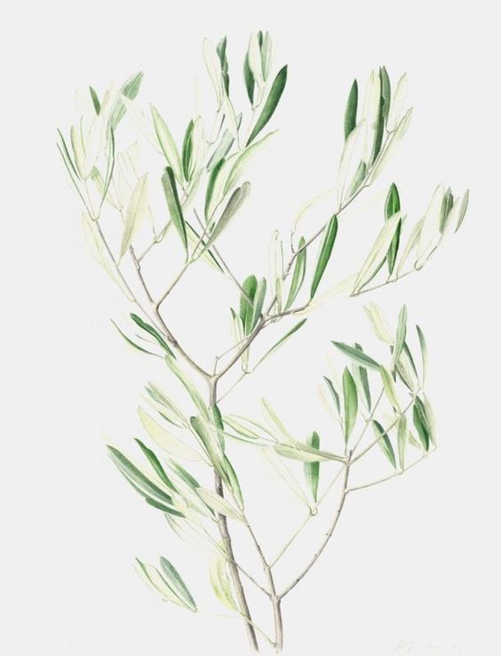 北欧气质植物-法国油橄榄 olea europaea - 花治
