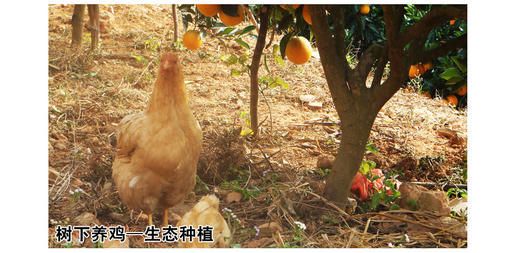【正宗土鸡蛋】红土地合作社脐橙园散养土鸡蛋，无抗生素无激素 商品图2
