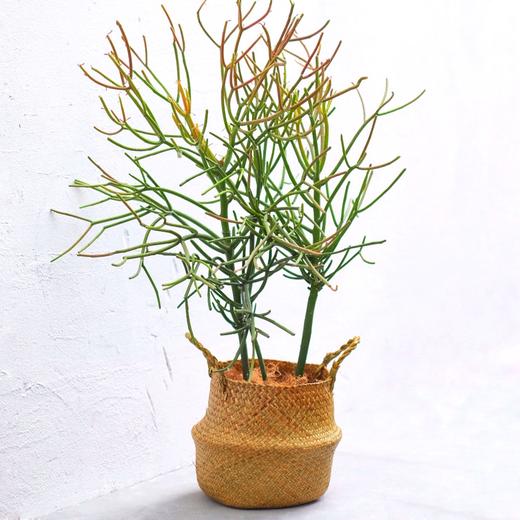 珍奇沙漠植物 红珊瑚euphorbia Tirucalli 花治