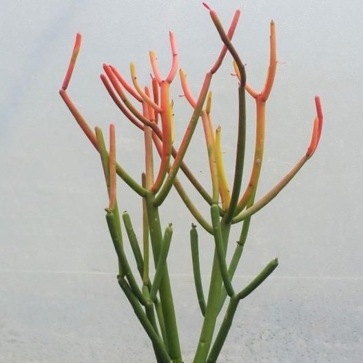 珍奇沙漠植物-红珊瑚 euphorbia tirucalli