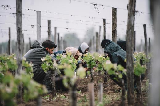 香颂家族布蒙之谷村干红 Domaine Chanson Cote de Beaune Villages 商品图2