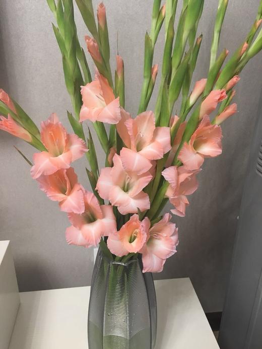 a级粉色剑兰一份5支