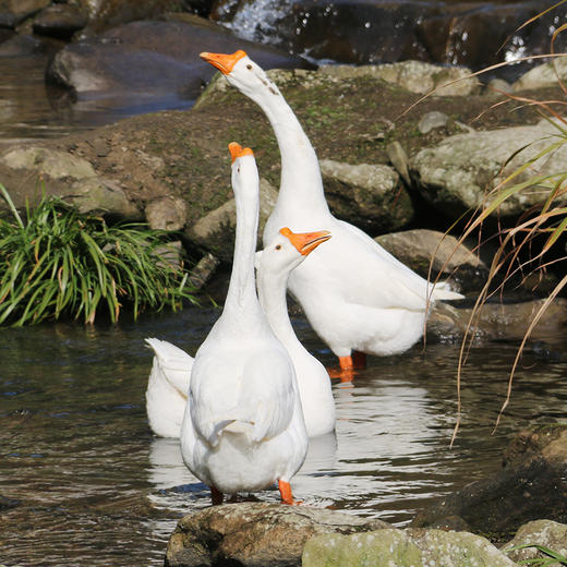 【只装】农家散养大白鹅 净重5斤左右/只 - 园洋农场
