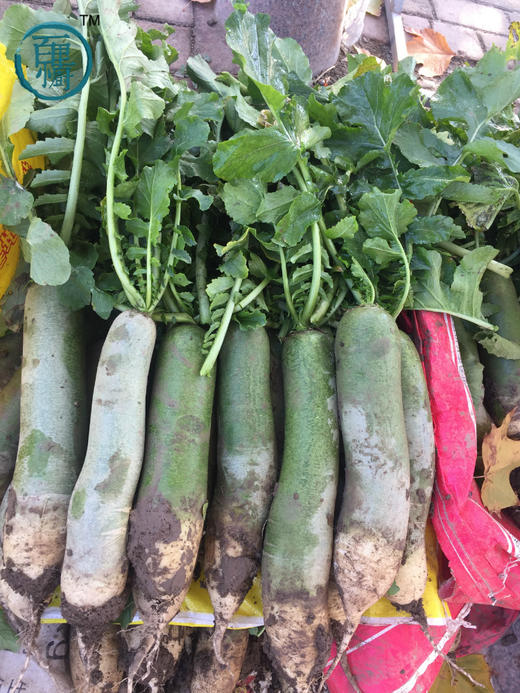 潍县萝卜 冰淇淋萝卜 正宗核心产地 萝卜界的翘楚 冬吃萝卜生吃最棒  包邮 |百里食 商品图10