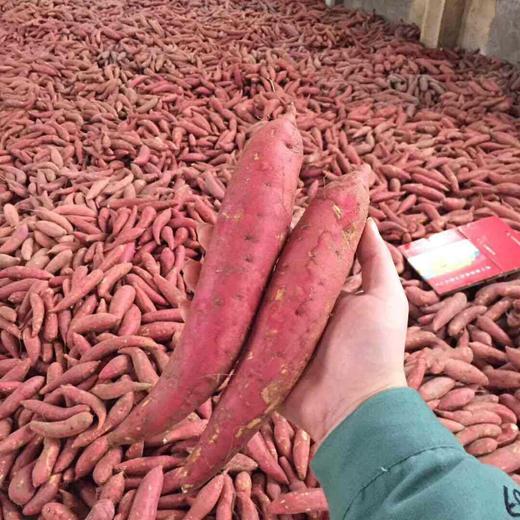 [最农公社]福建六鳌红薯沙地蜜薯带箱5斤小薯单果50-150g大薯单果150g起 商品图12