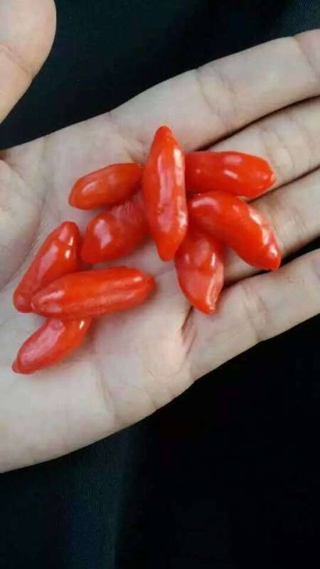 青海诺木洪特级红枸杞(2包共一斤)