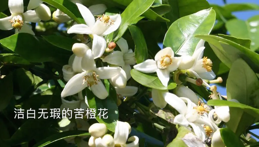 上新 意大利橙花 如茜茜公主般灵动优雅 Dr Wong 黄药师