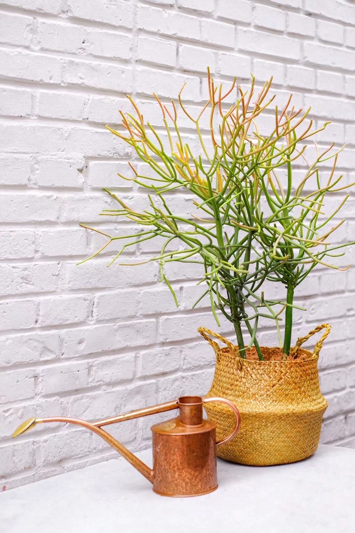 珍奇沙漠植物-红珊瑚 euphorbia tirucalli