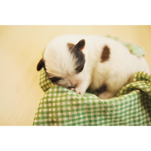 静子3.291 商品图0