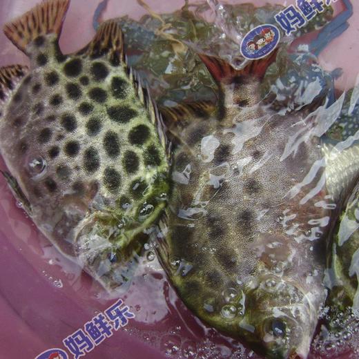 【野生金鼓鱼】 大渔船深海捕获，纯正野生，市场上买不到的野生金鼓鱼 商品图2