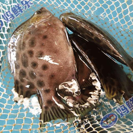 【野生金鼓鱼】 大渔船深海捕获，纯正野生，市场上买不到的野生金鼓鱼 商品图1