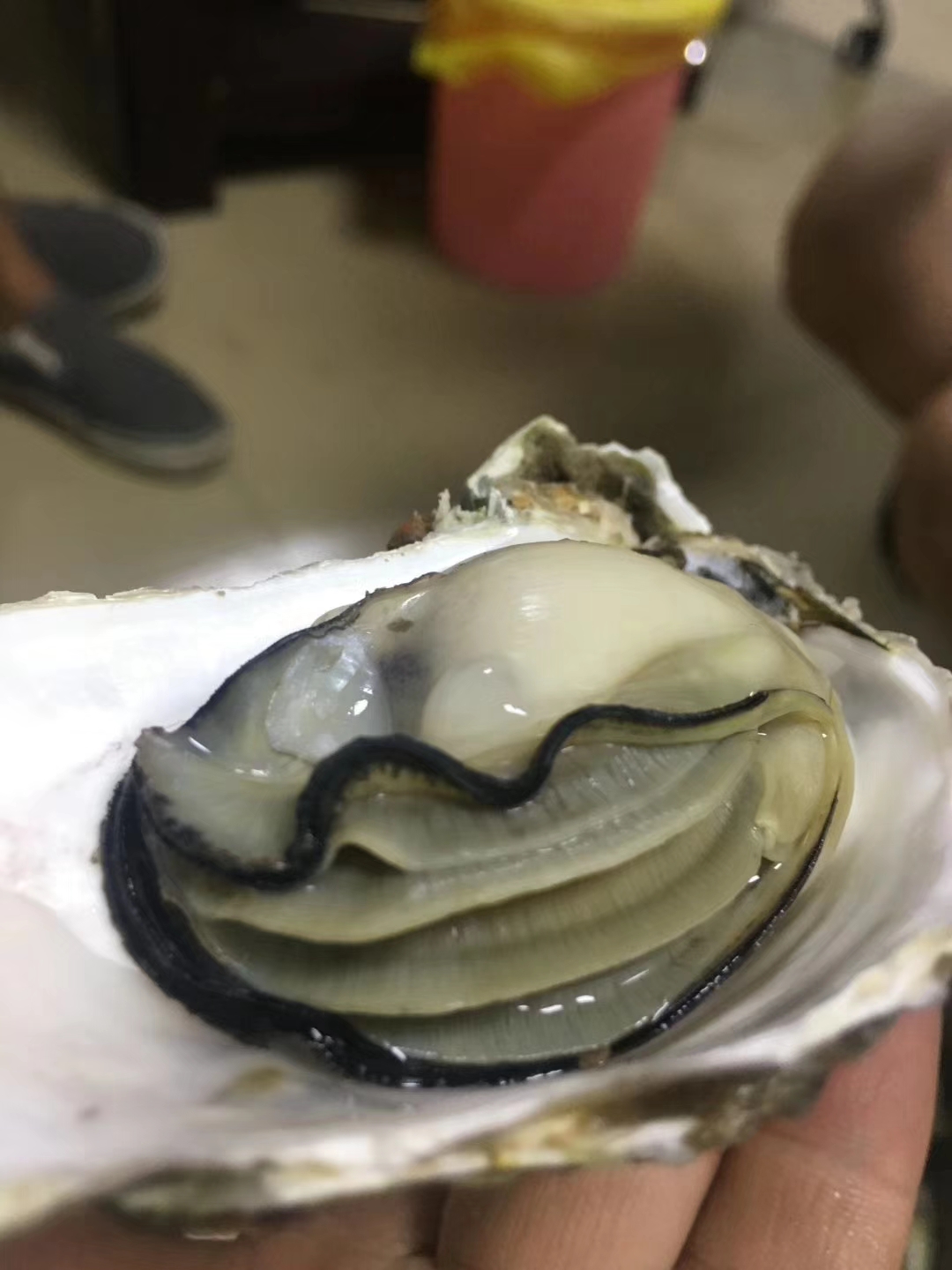 预售新鲜深海生蚝深海里的牛奶中小蚝约60个件仅限南宁市用户购买配刀