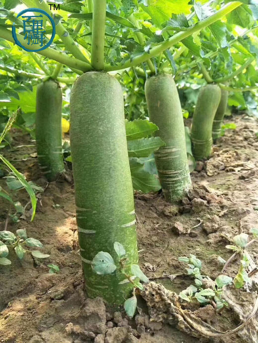 潍县萝卜 冰淇淋萝卜 正宗核心产地 萝卜界的翘楚 冬吃萝卜生吃最棒  包邮 |百里食 商品图0