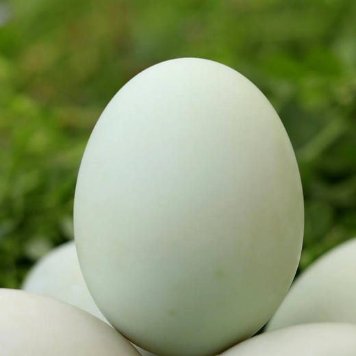 麻鸭鸭蛋 10个 | 湖北广水 古农农场【只发广东】