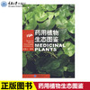 正版现货 药用植物生态图鉴(好奇心书系) 赵素云 著作赵素云　主 商品缩略图0