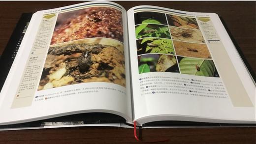 正版 昆虫家谱：世界昆虫410科野外鉴别指南410科昆虫简便鉴别方 商品图1