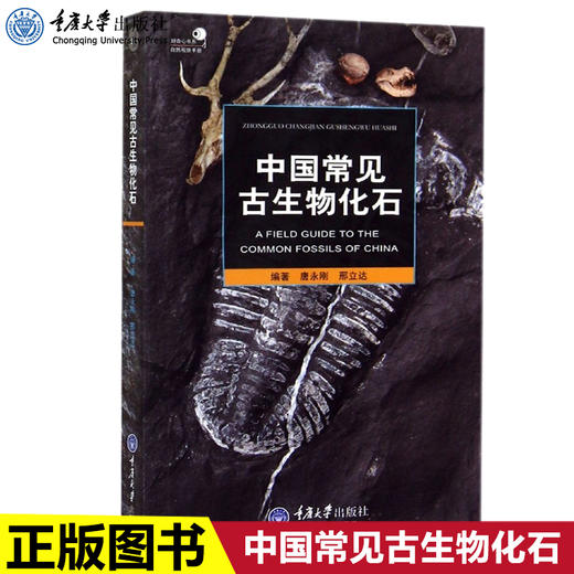 正版 中国常见古生物化石 中国古生物化石群 如何寻找化石化石的 商品图0