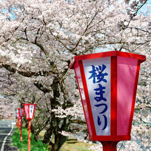 3月 | 2019 | 日本樱花季 岗山+德岛名门高尔夫之旅 | 樱花高尔夫 | 含机票 | 日本高尔夫旅游 | 日本四国地区 商品图11