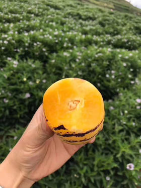 【七彩云南人参果中果秒杀活动】人参果，三个特点：香，水份大，没有核。每一口都充盈着香甜的果汁清甜