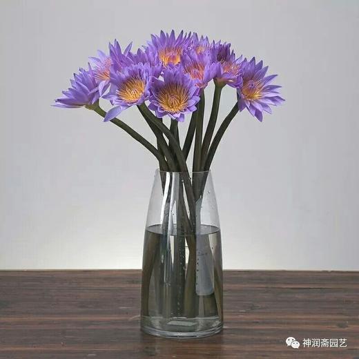 每周一花 单品 睡莲 粉色 紫色 15元 5枝 提货时间 4月22日 24日 天香花苑
